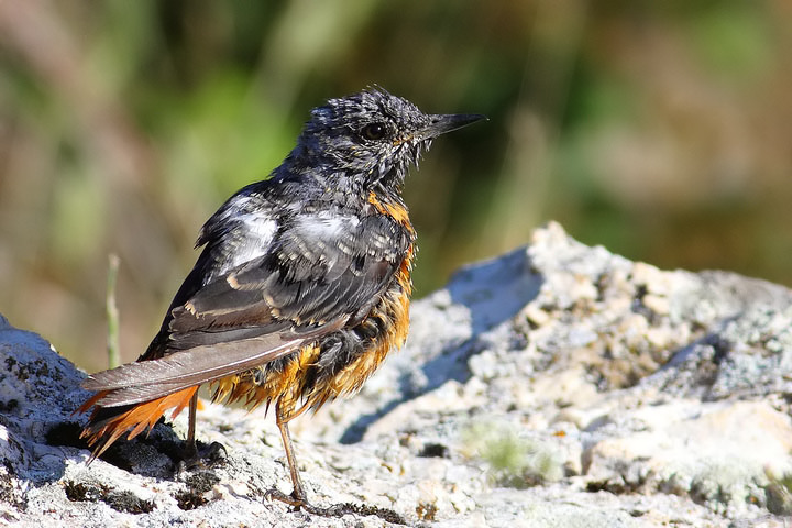 codirossone maschio in muta