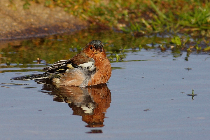 uccelli al bagno