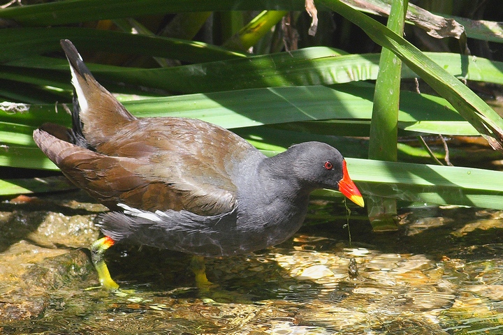 semplice gallinella d''acqua