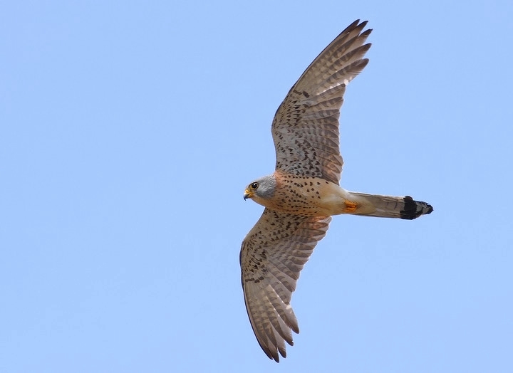 grillaio maschio in volo