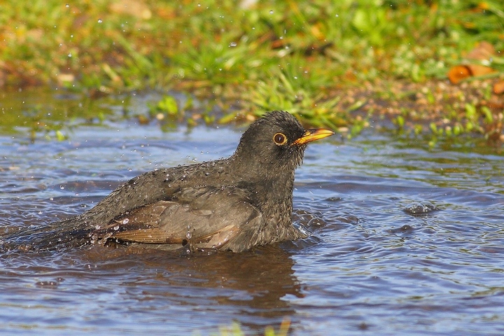 uccelli al bagno