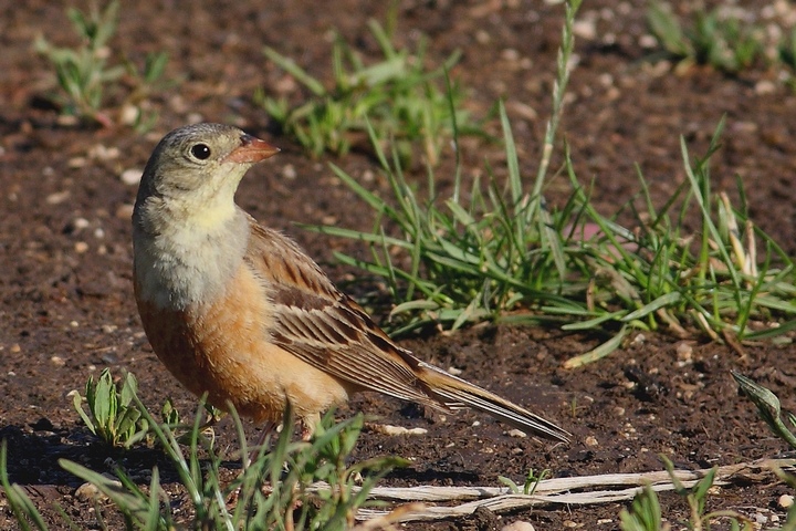 il mio primo ortolano