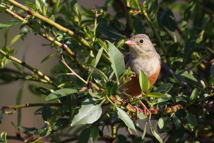 il mio primo ortolano