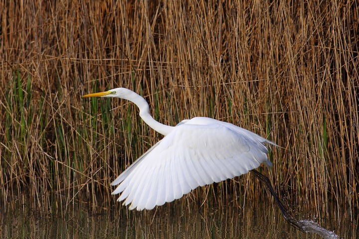 pronti partenza e via (airone bm)