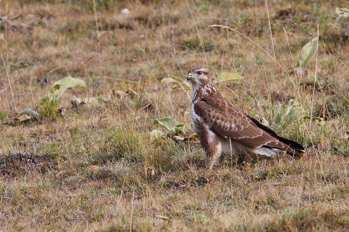 ancora poiana