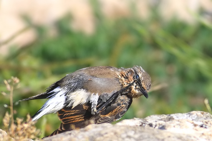 le pose del culbianco piccola serie