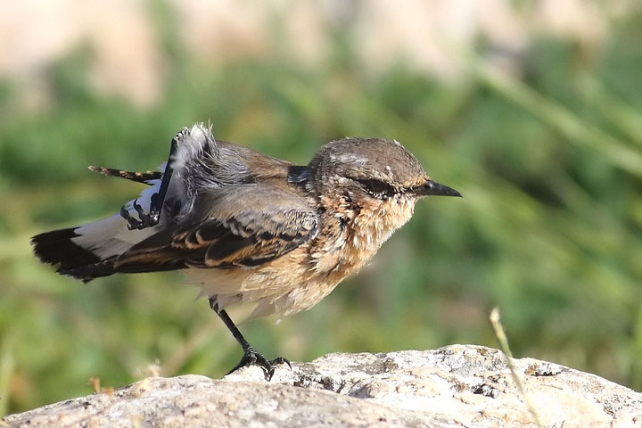 le pose del culbianco piccola serie