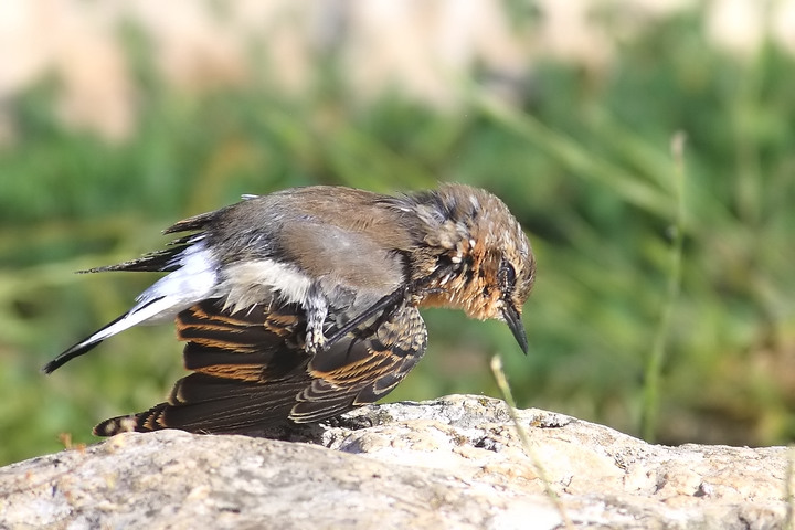 le pose del culbianco piccola serie