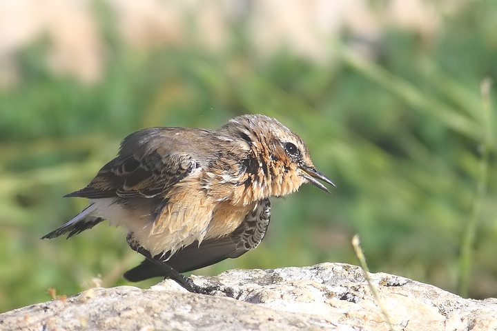 le pose del culbianco piccola serie