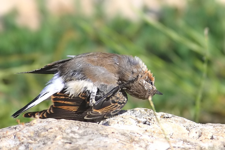 le pose del culbianco piccola serie