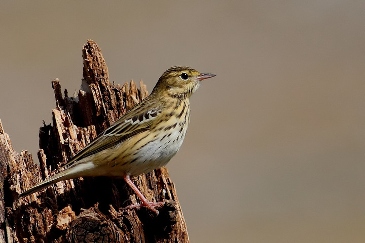 Prispolone - Anthus trivialis