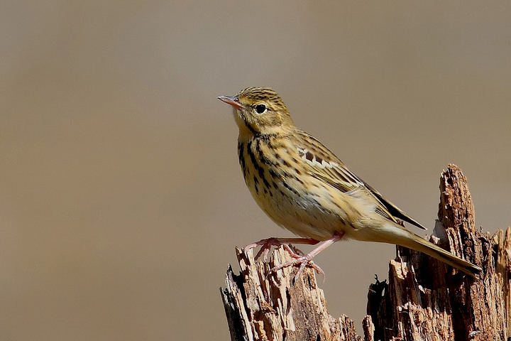 Prispolone - Anthus trivialis