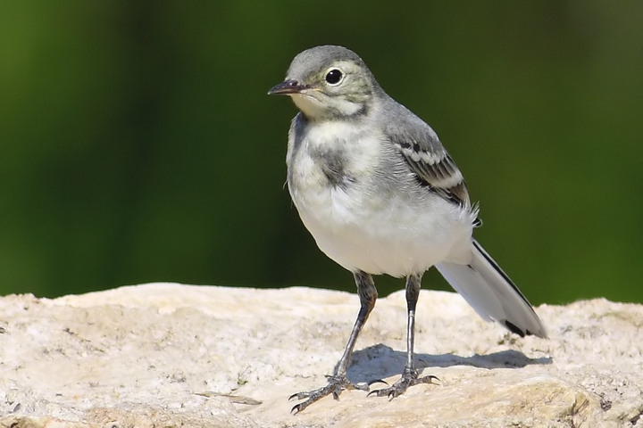 juv ballerina bianca