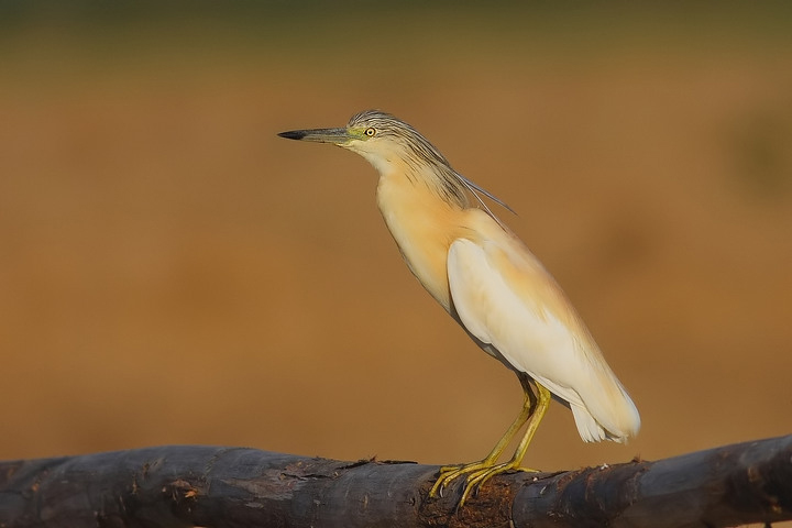 sgarza ciuffetto all''alba