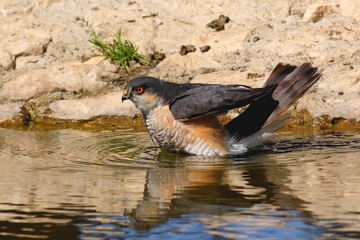 ginnastica in acqua
