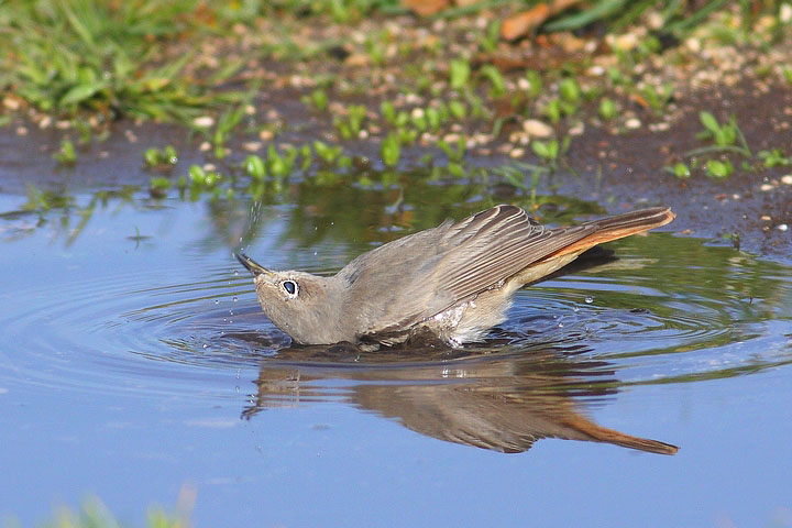 uccelli al bagno