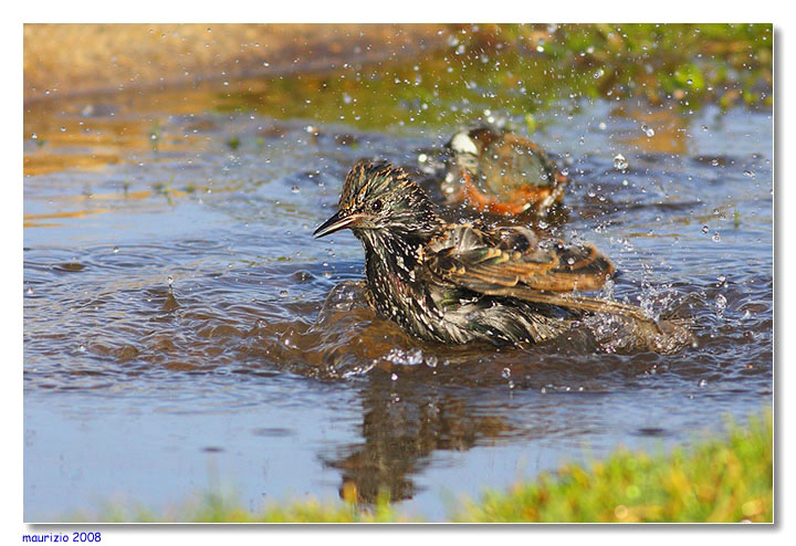 uccelli al bagno