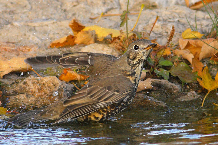 uccelli al bagno