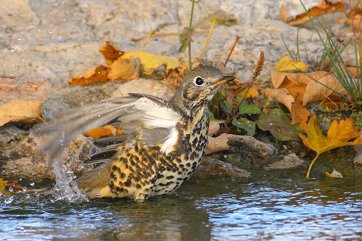 uccelli al bagno