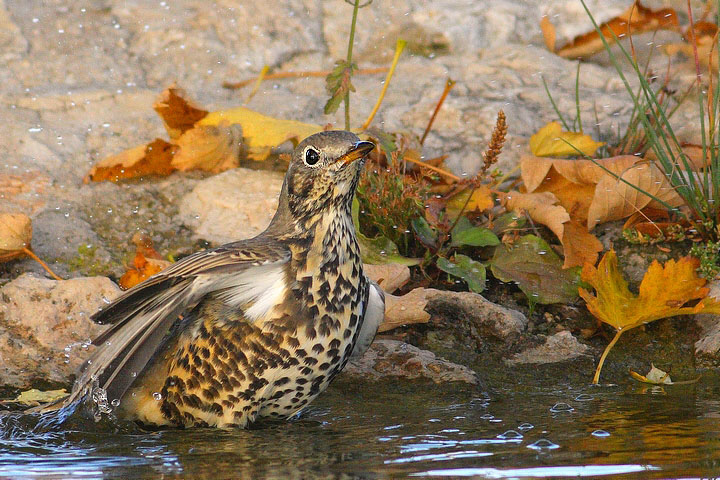 uccelli al bagno