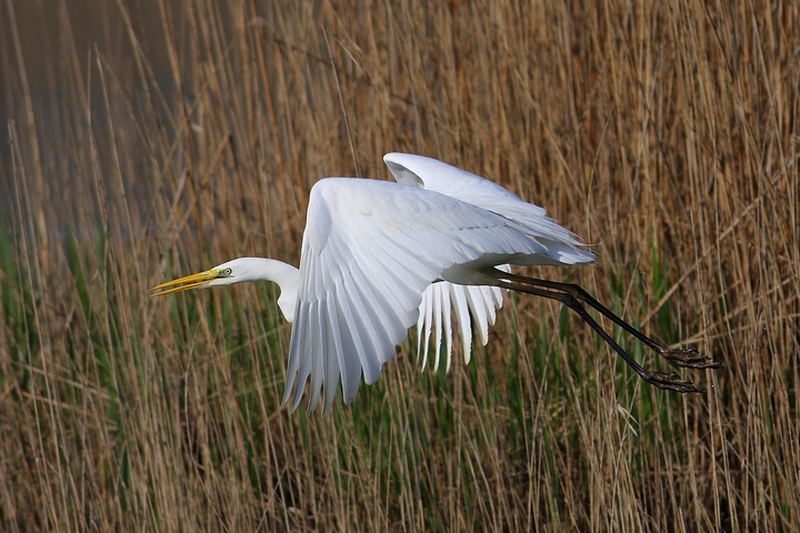 pronti partenza e via (airone bm)