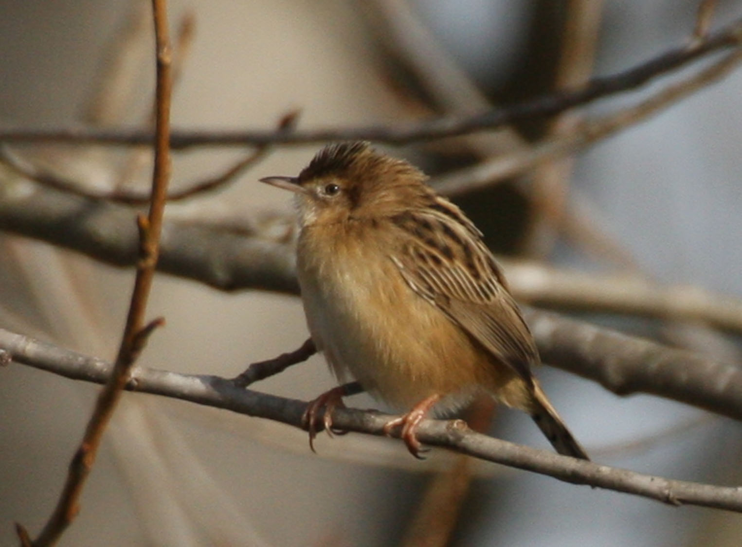 Beccamoschini juv. ri_ _ (trattini)
