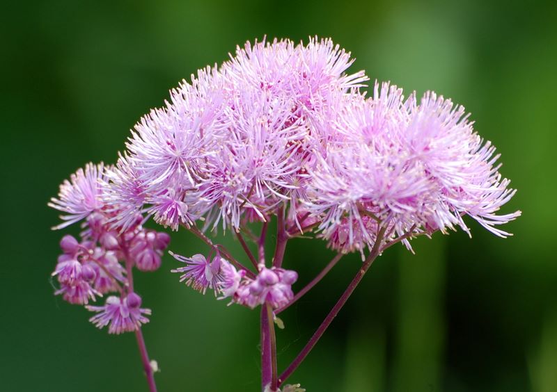 Thalictrum aquilegifolium