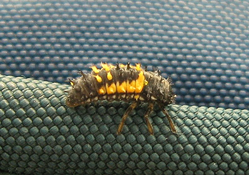 da determinare: Harmonia axyridis