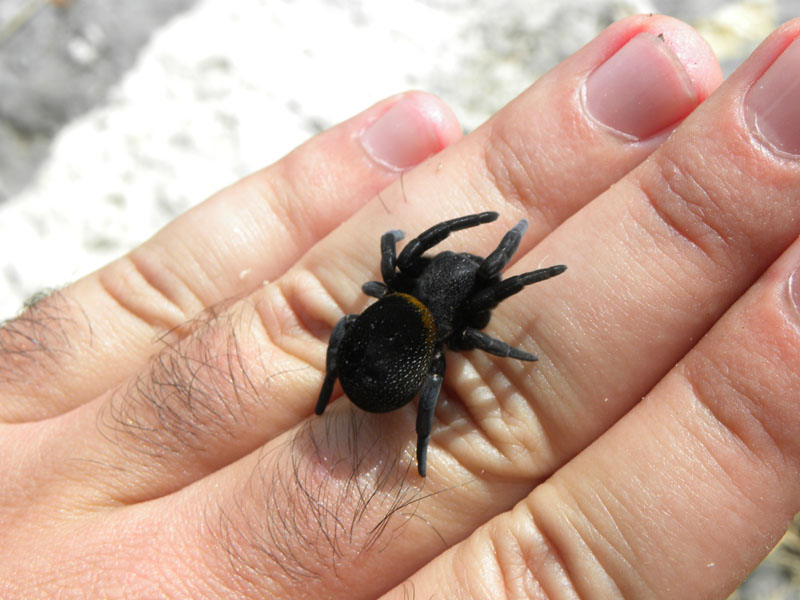 Eresus sp.