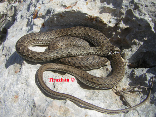 Alcune bestiole poco conosciute del territorio siculo