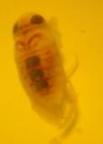 acquatico da identificare: neanide di notonetta