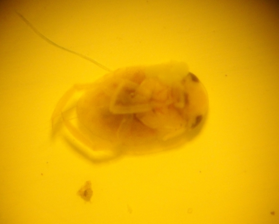 acquatico da identificare: neanide di notonetta