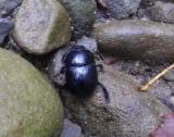 identificazione coleottero: Anoplotrupes stercorosus