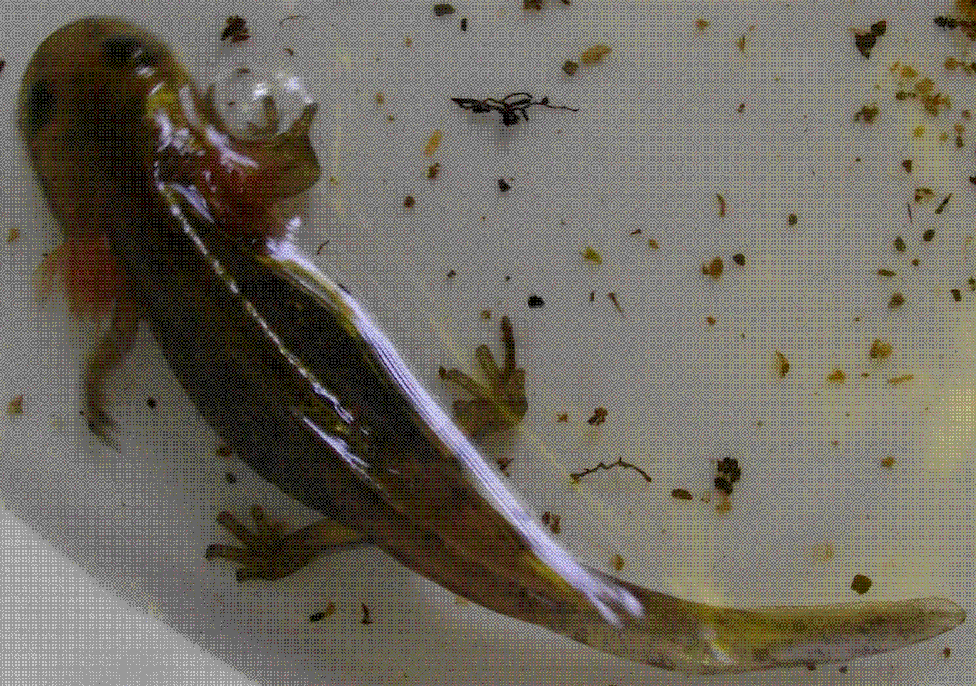 bellissimo video salamandra