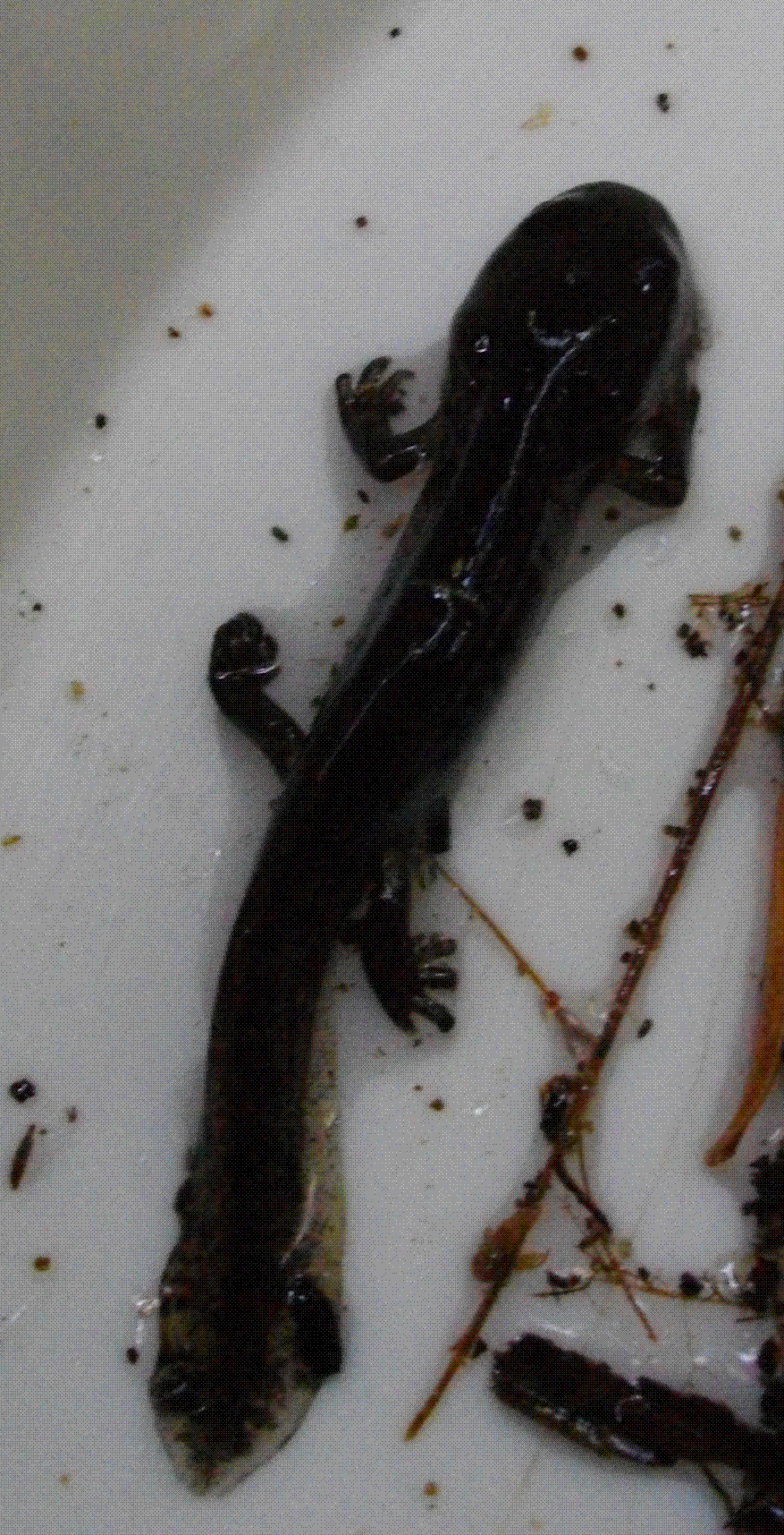 bellissimo video salamandra