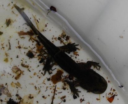 bellissimo video salamandra