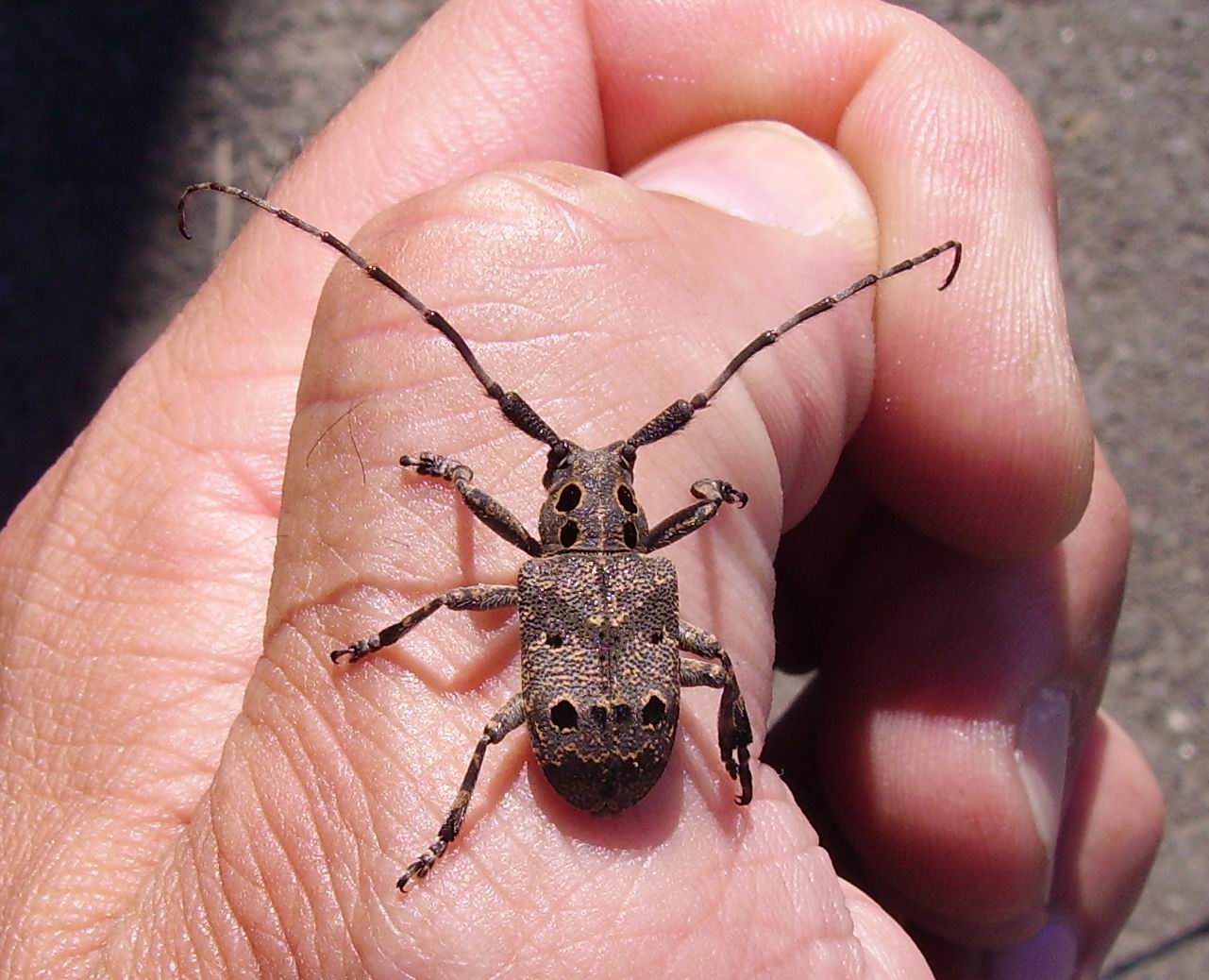 Mesosa curculionoides! (Cerambycidae)