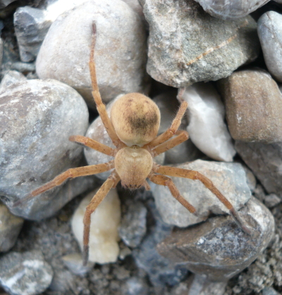 Olios argelasius