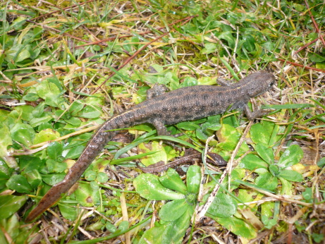 Salamandrina? Triturus carnifex