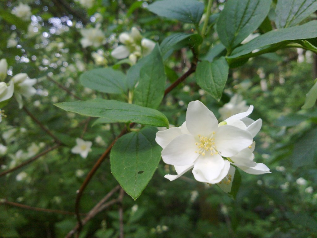 Philadelphus coronarius / Fior d'' angelo