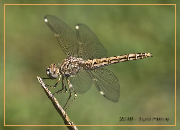 Anisottero siciliano: femmina di Brachythemis impartita