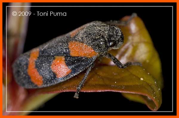 Cercopis sp.