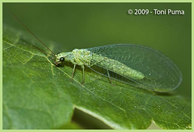 Chrysopa formosa