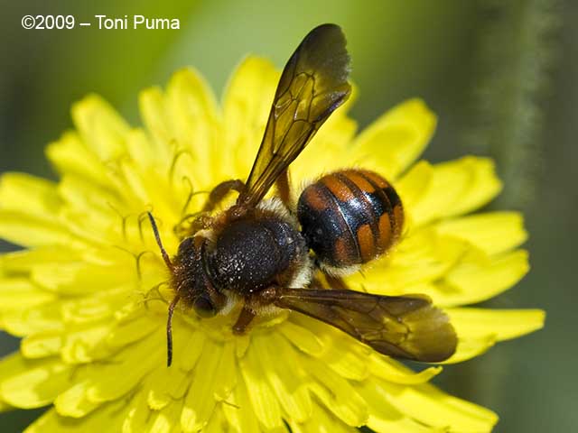 Imenottero su Sonchus asper:  Rhodanthidium sticticum