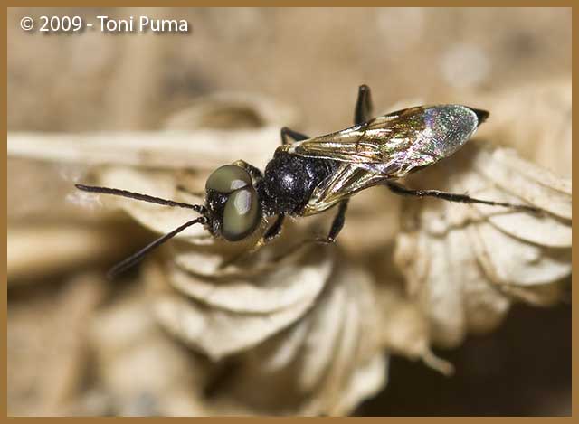 Imenottero dagli occhi grandi grandi: Maschio di Astata sp.