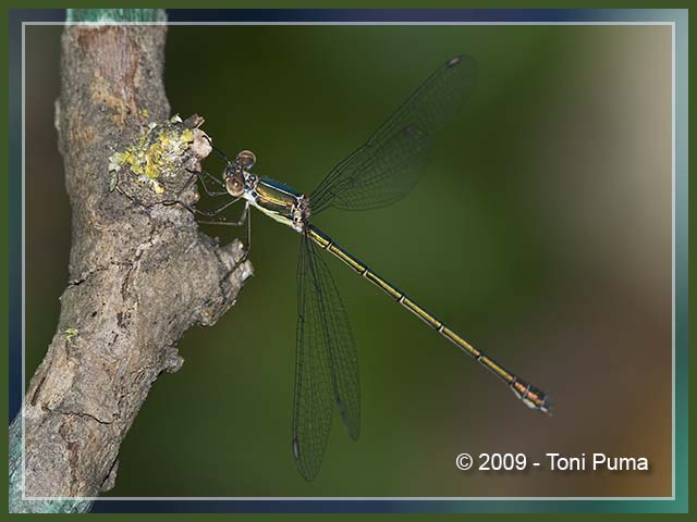 Chalcolestes siciliana