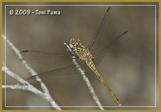 Libellula siciliana - - Sympetrum striolatum (imm.)