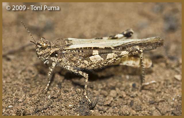 Ortottero siciliano: Acrotylus cfr. insubricus