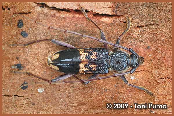 Phoracantha recurva (Cerambycidae) dalla Puglia