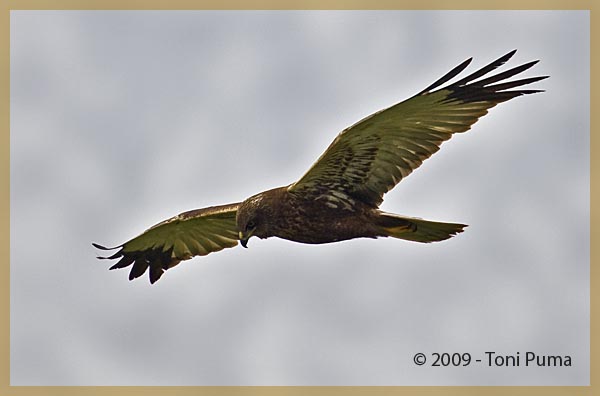 Rapace non identificato